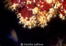 Damselfish (Chromis chromis) hiding in the dark behind a ... by Vasilis Lekkas 